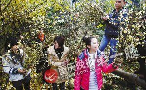 北碚静观南岸南山腊梅初绽 来看2014重庆赏梅地图