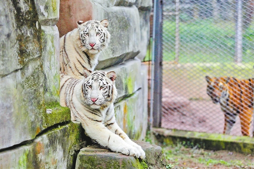 重庆动物园来了两只白老虎 快去给它俩取个名吧!