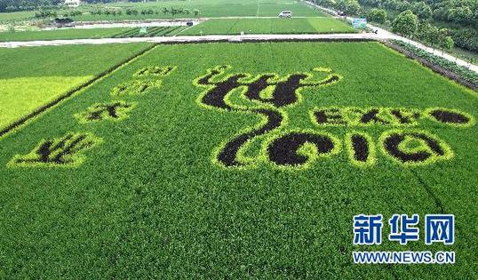 水稻“世博印”亮相上海(图)