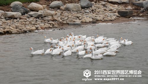 天鹅湖展园