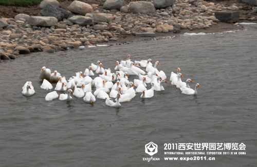 天鹅湖展园