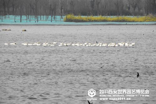 天鹅湖展园