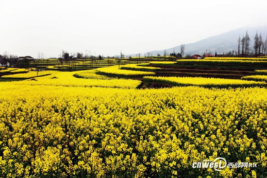 美得像画一样 汉中油菜花季