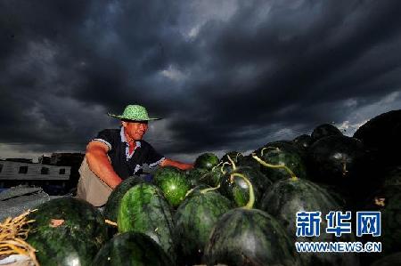 南方降雨加剧西瓜销售难