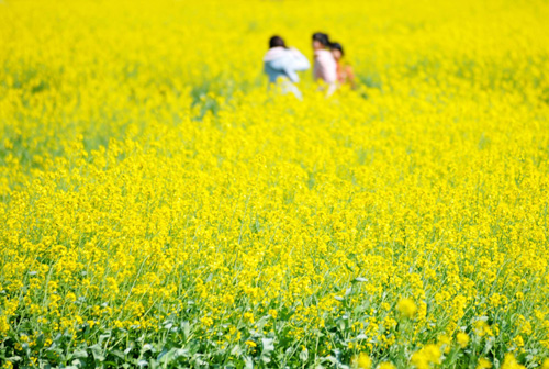 阳春三月+油菜花开