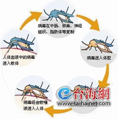 疾控专家赴全省检查督导 加强登革热防控工作