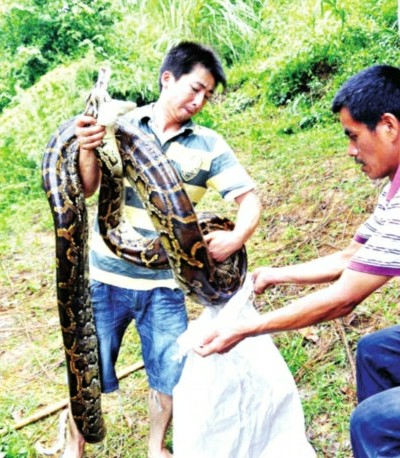 闽候3只巨蟒下了100多个蛋续：捕蛇能手苦战巨蟒