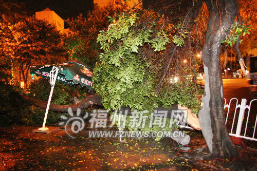 福州昨晚突现狂风暴雨冰雹 刮倒大树掀翻马路护栏(图)