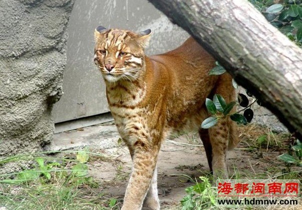 安溪蓬莱镇有虎出没？或许是二级保护动物金猫!