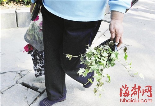西湖盆景展撤展盆花遭哄抢 市民辩称帮忙清理垃圾