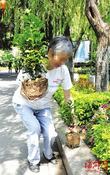 西湖盆景展撤展盆花遭哄抢 市民辩称帮忙清理垃圾