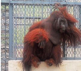 独家揭秘台湾红毛猩猩大陆新生活
