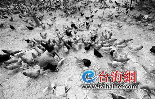 H7N9禽流感疫情阴霾渐散 厦门鸡鸭价格止跌反弹