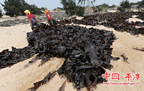 海带收割:“十八般武艺”各显神通