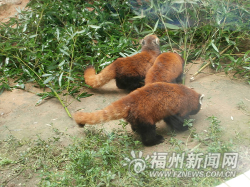 福州向台湾赠送3只自繁小熊猫 赴台时间仍在协商