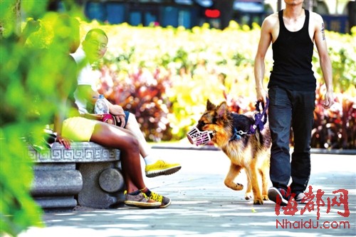 榕市场公开叫卖禁养的烈性犬 呼吁对养犬管理