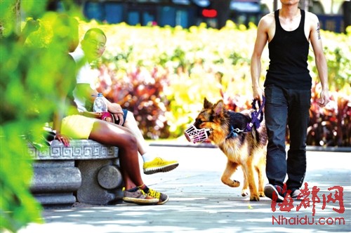 榕市场公开叫卖禁养的烈性犬 呼吁对养犬管理立法