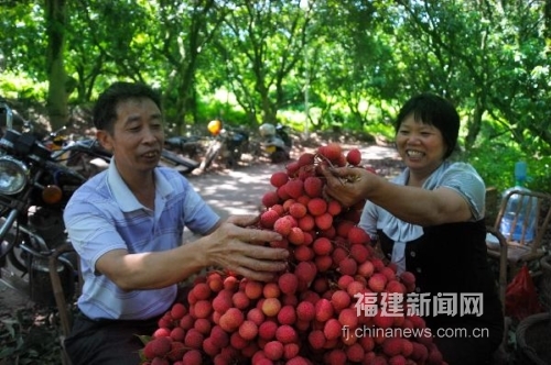 福建岵山晚荔迎来丰收季
