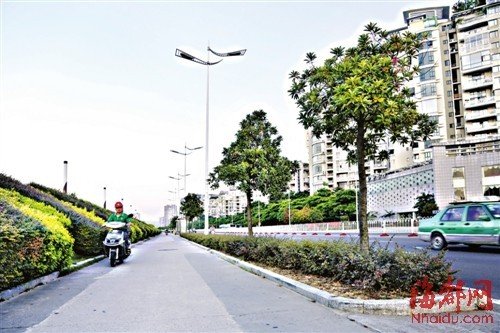 福州市区遮荫大树被移走 部门称树少是为透街景