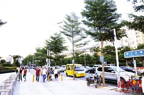 福州市区遮荫大树被移走 部门称树少是为透街景