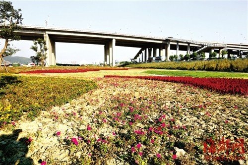 福州市区遮荫大树被移走 部门称树少是为透街景