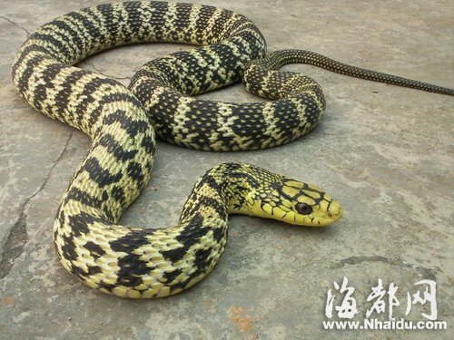 三坊七巷长蛇出没 “捕蛇王”两度抓捕未果