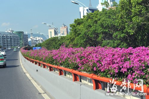 福州二环高架桥花化再改造 高架桥美艳动人