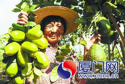 台商在厦种出