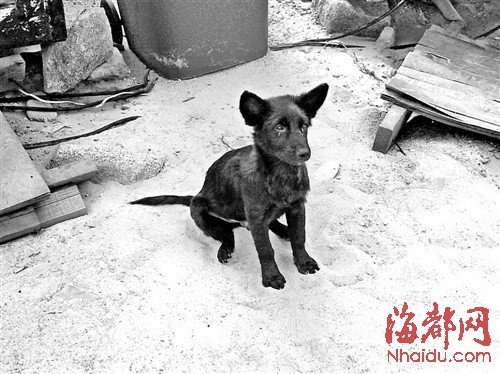 小黑狗把守平潭沙雕园 专抓翻墙逃票者