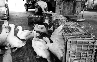 防控人感染H7N9禽流感 福建暂停调运外省活禽入闽