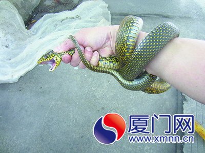 厦门王锦蛇逛曾厝垵瓷器店被人揪住小尾巴抓出
