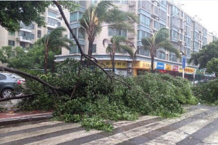 麦德姆在福清登陆 网友拍台风街景绿树被吹断