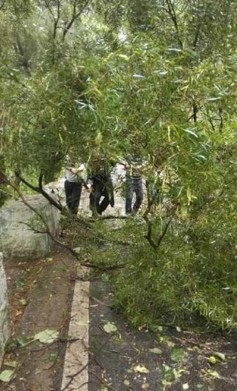 麦德姆在福清登陆 网友拍台风街景绿树被吹断