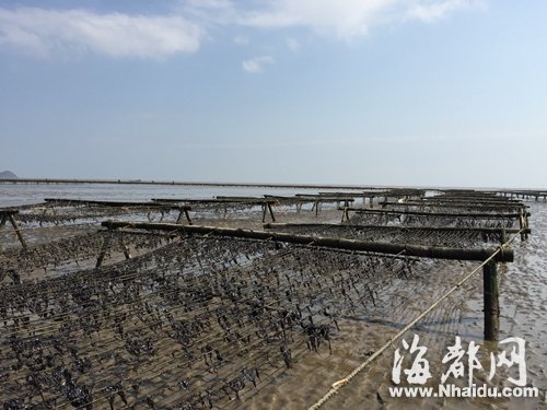 福建沿海紫菜大面积绝收 价格上浮50%左右[1