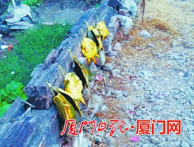 养殖甲鱼染色变野生 厦门多部门互相推诿难定