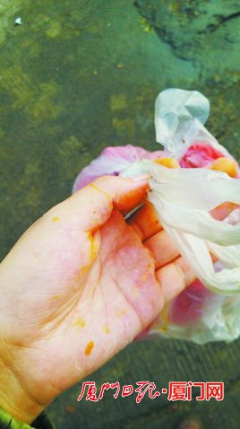 养殖甲鱼染色变野生 厦门多部门互相推诿难定