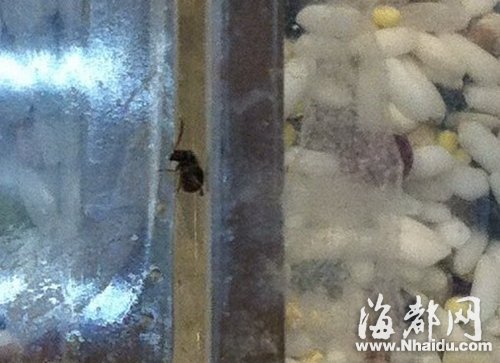 福州沃尔玛大利嘉店杂粮柜惊现黑色虫子