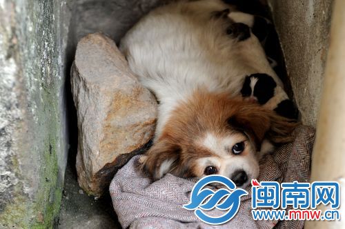 泉州市区一流浪狗护崽伤人险被打 宠物人士救