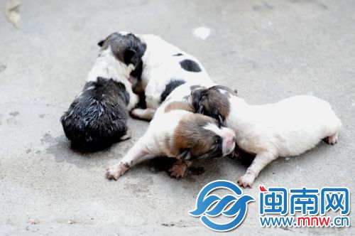 泉州市区一流浪狗护崽伤人险被打 宠物人士救