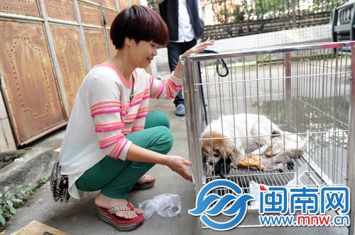 泉州市区一流浪狗护崽伤人险被打 宠物人士救