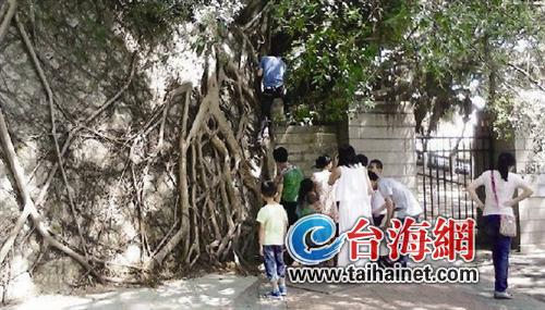 厦大限游带路党:爬树翻墙钻洞 带你进厦大