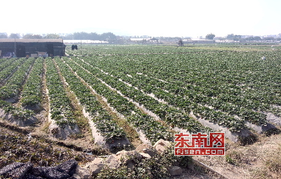 龙海一路段尘土飞扬 近60亩草莓受影响卖不出