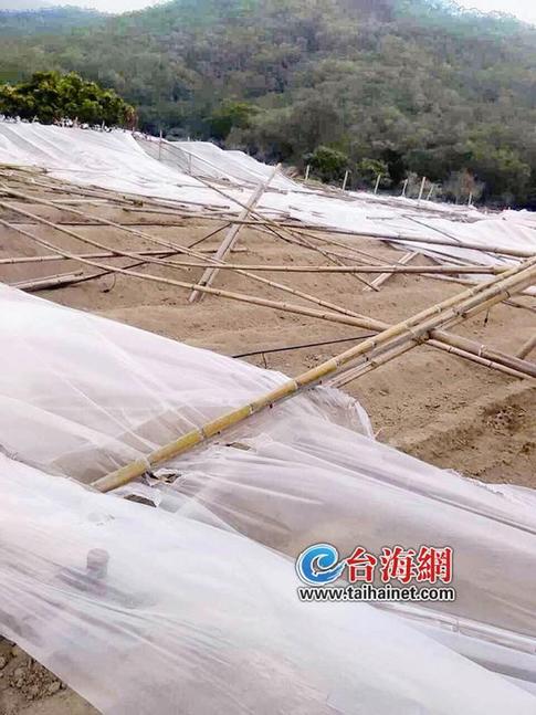 近80亩蔬菜大棚被吹塌 生姜种植户称损失至少