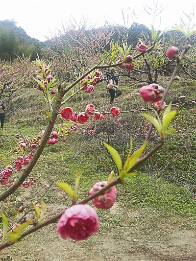 约会迷人“春色” 延平区力推春季旅游产品