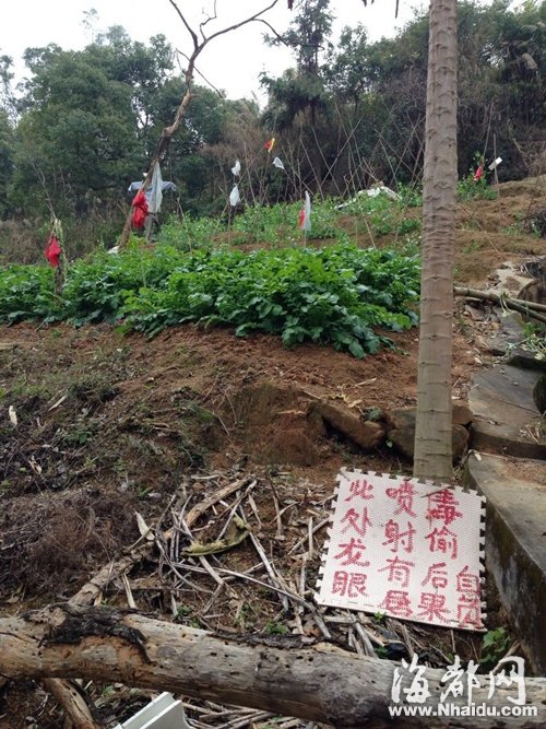 福州五凤公园半山腰藏菜地 规模在不断扩大
