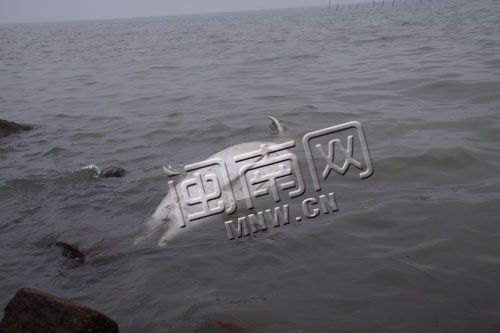 南安石井白海豚浮尸浅滩 警方怀疑人为捕捞杀害
