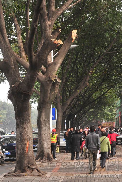 三棵大叶榕行道树 遭福州瑞城花园小区物业斧砍