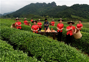 武夷岩茶开采