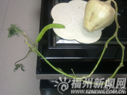 地瓜藤上长扁豆? 专家:它是白地瓜的种子(图)