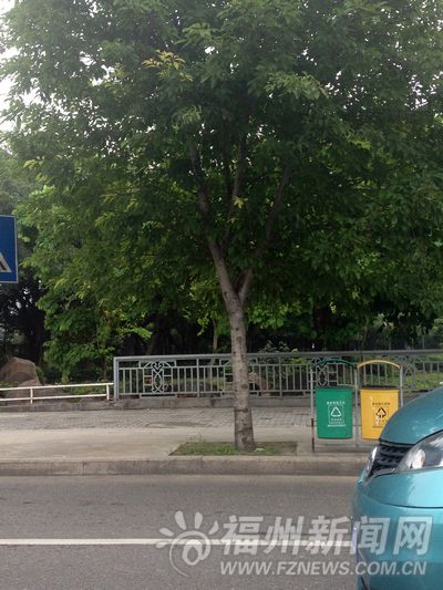鳌兴路、长乐南路行道树疯长 低垂枝条遮挡视